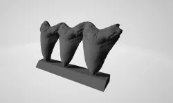 Dientes Megalodon - Megalodon Tooth