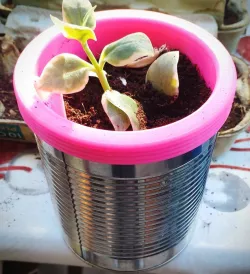 Flower pot can / Conserve
