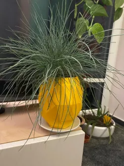 pineapple planter with hole