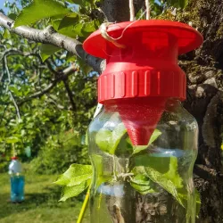 Wasp trap V2