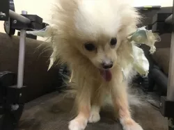 Dog wheelchair
