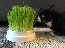 Cat Grass Planter