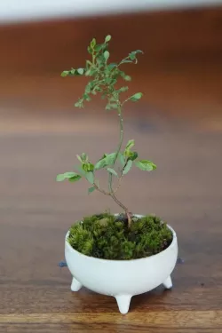 Japanese style self watering mini bonsai pot