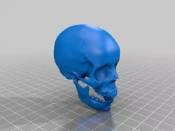 Skull full size, smoothed, printable.