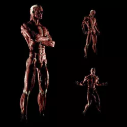Anatomy of a man 3D model