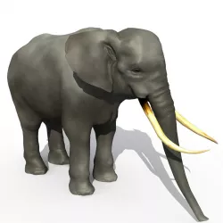 Asian Elephant 3D model
