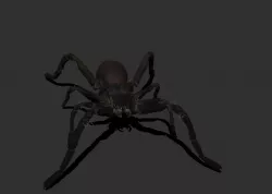 Carolina Wolf Spider - Low and High poly models Low-poly  3D model