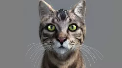 Cat-- 3D model