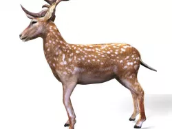 Deer 3D Model 3D model
