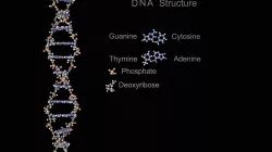 DNA Helix 3D model