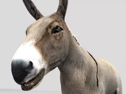 Donkey 3D Mode 3D model