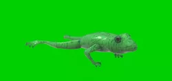 Frog 3D 3D model