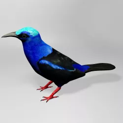 Honeycreeper 3D model
