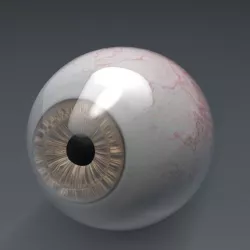 Human eye 3D model
