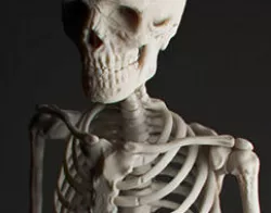 Human Skeleton 3D model