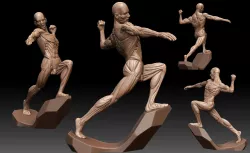 Male Anatomy Ecorche 3D model