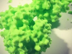 Oxyhemoglobin and Deoxyhemoglobin Models