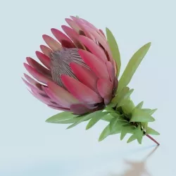 Protea 3D model