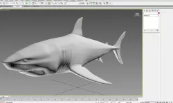 Shark 3D model