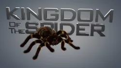 Spider tarantula 3D model