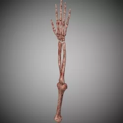 Zombie skeleton arm  Low-poly  3D model