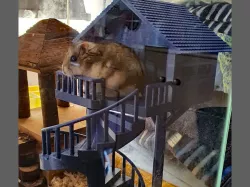 Dwarf hamster house