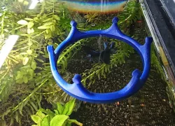 Fish feeding ring - crown design