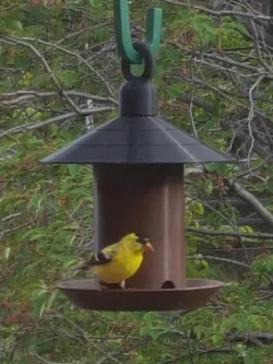 BIRD FEEDER /  FOOD DISPENSER