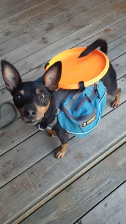 Disc mount small dog