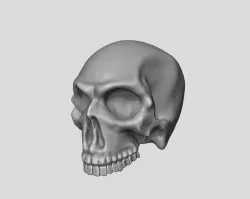 Human Skull - printable