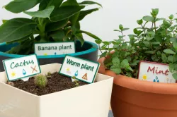 Multicolor Plant Labels