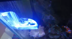 Coral Frag Corner Shelf with Magnet