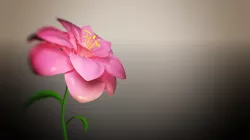 Animated Flower Blooming Flower 3D model