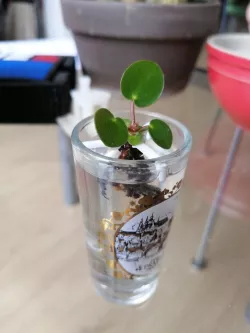 Baby plant holder