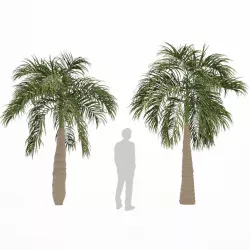Bottle Palm Tree 3D model