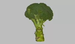 Broccoli Low-poly 3D model