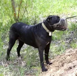 dog muzzle