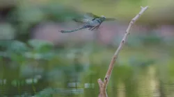 DragonFly CGI Model 3D model