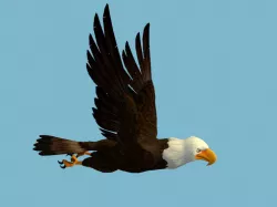 Eagle 3D model