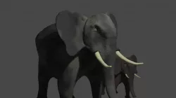 Elephant two elephants 3D model