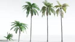 EVERYPlant Coconut Palm EXT --24 Models-- 3D model