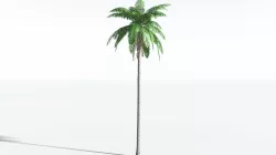 EVERYPlant Coconut Palm SINGLE --1 Model-- 3D model