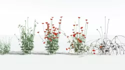 EVERYPlant Field Poppy EXT --36 Models-- 3D model