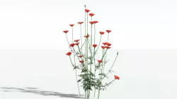 EVERYPlant Field Poppy SINGLE --1 Model-- 3D model