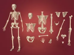 Human Skeleton 3D model