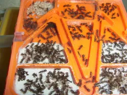 Hybrid Plaster Plastic Ant Nest (experimental)