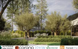 Olive Tree Collection - Include GrowFX and Mesh file 3D model
