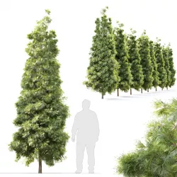 pine tree 3D model
