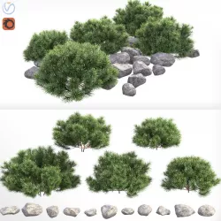 Pinus mugo Pumilio 3D model