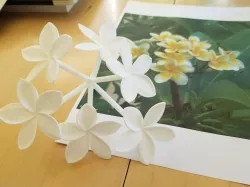 Plumeria flower